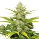 Skunk XL - ROYAL QUEEN SEEDS | TanieSianie.pl