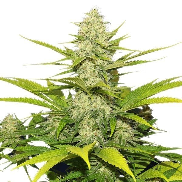Skunk XL - ROYAL QUEEN SEEDS | TanieSianie.pl