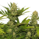 Skunk XL - ROYAL QUEEN SEEDS | TanieSianie.pl