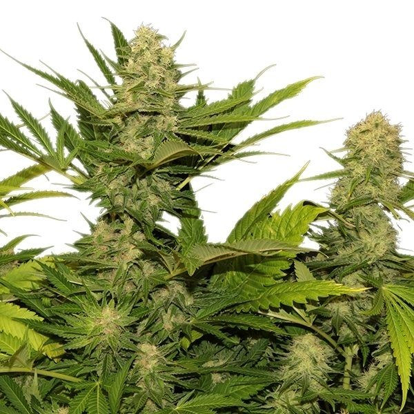 Skunk XL - ROYAL QUEEN SEEDS | TanieSianie.pl