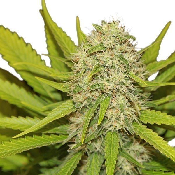 Skunk XL - ROYAL QUEEN SEEDS | TanieSianie.pl