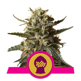 Bubblegum XL - ROYAL QUEEN SEEDS | TanieSianie.pl