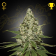 Super Lemon Haze - GREEN HOUSE SEEDS | TanieSianie.pl