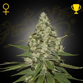 Super Lemon Haze - GREEN HOUSE SEEDS | TanieSianie.pl