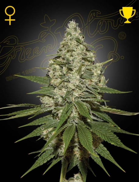 Super Lemon Haze - GREEN HOUSE SEEDS | TanieSianie.pl