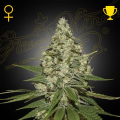 Super Lemon Haze - GREEN HOUSE SEEDS