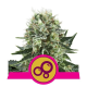 Bubble Kush - ROYAL QUEEN SEEDS | TanieSianie.pl