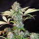 Bubble Kush - ROYAL QUEEN SEEDS | TanieSianie.pl