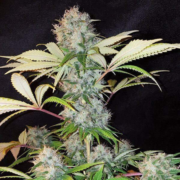 Bubble Kush - ROYAL QUEEN SEEDS | TanieSianie.pl