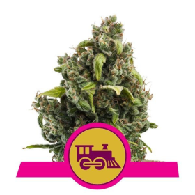 Candy Kush Express (Fast Version) - ROYAL QUEEN SEEDS | TanieSianie.pl