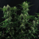 Candy Kush Express (Fast Version) - ROYAL QUEEN SEEDS | TanieSianie.pl