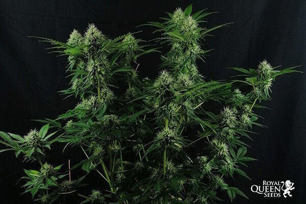 Candy Kush Express (Fast Version) - ROYAL QUEEN SEEDS | TanieSianie.pl