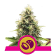 Somango XL - ROYAL QUEEN SEEDS | TanieSianie.pl