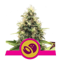Somango XL - ROYAL QUEEN SEEDS
