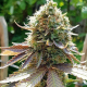 Somango XL - ROYAL QUEEN SEEDS | TanieSianie.pl