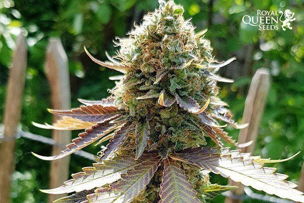 Somango XL - ROYAL QUEEN SEEDS | TanieSianie.pl