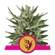 Speedy Chile (Fast Version) - ROYAL QUEEN SEEDS | TanieSianie.pl