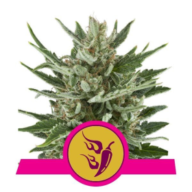 Speedy Chile (Fast Version) - ROYAL QUEEN SEEDS | TanieSianie.pl