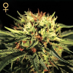 The Doctor - GREEN HOUSE SEEDS | TanieSianie.pl