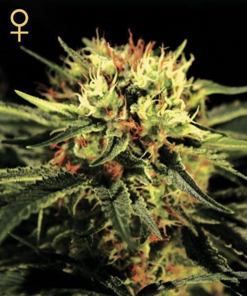 The Doctor - GREEN HOUSE SEEDS | TanieSianie.pl