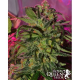 Speedy Chile (Fast Version) - ROYAL QUEEN SEEDS | TanieSianie.pl