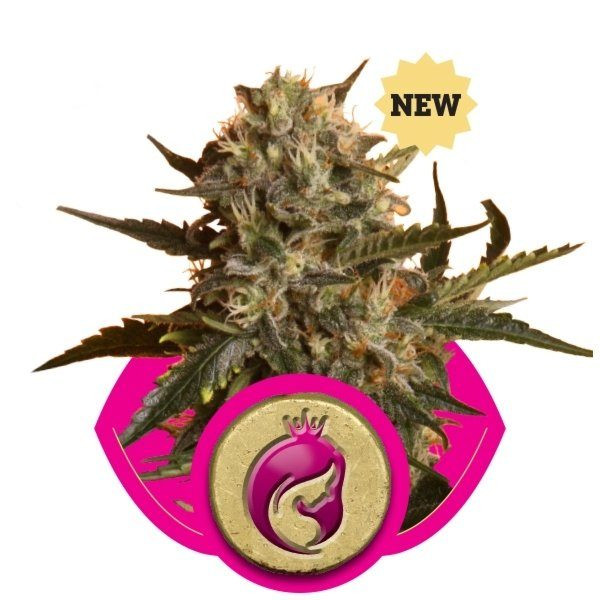 Royal Madre - ROYAL QUEEN SEEDS | TanieSianie.pl