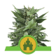 Royal Kush Automatic - ROYAL QUEEN SEEDS | TanieSianie.pl