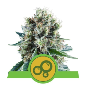 Bubble Kush Automatic - ROYAL QUEEN SEEDS | TanieSianie.pl