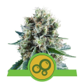 Bubble Kush Automatic - ROYAL QUEEN SEEDS