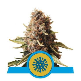 Euphoria CBD - ROYAL QUEEN SEEDS | TanieSianie.pl