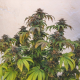 Euphoria CBD - ROYAL QUEEN SEEDS | TanieSianie.pl