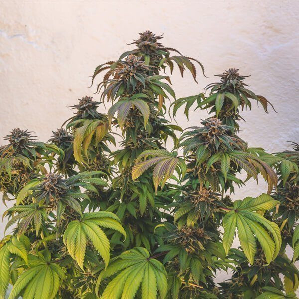 Euphoria CBD - ROYAL QUEEN SEEDS | TanieSianie.pl