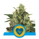Medical Mass CBD - ROYAL QUEEN SEEDS | TanieSianie.pl