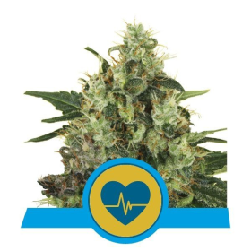 Medical Mass CBD - ROYAL QUEEN SEEDS | TanieSianie.pl