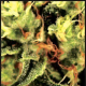 The Doctor - GREEN HOUSE SEEDS | TanieSianie.pl