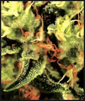 The Doctor - GREEN HOUSE SEEDS | TanieSianie.pl