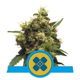 Painkiller XL CBD - ROYAL QUEEN SEEDS | TanieSianie.pl