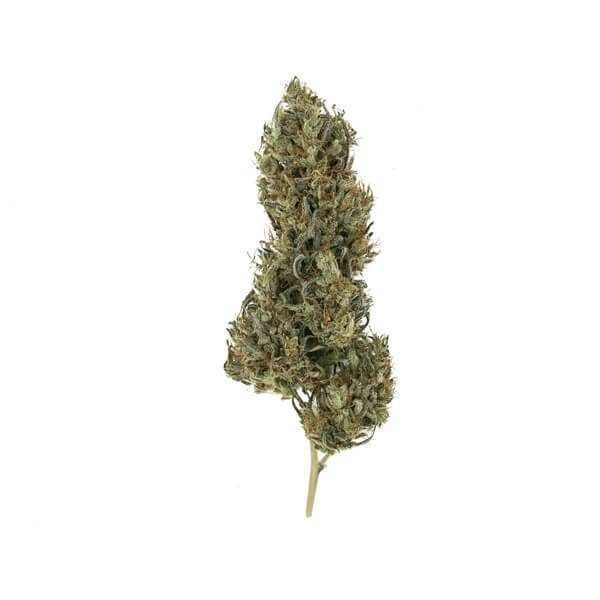 Painkiller XL CBD - ROYAL QUEEN SEEDS | TanieSianie.pl