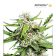 Auto Frisian Dew - DUTCH PASSION | TanieSianie.pl