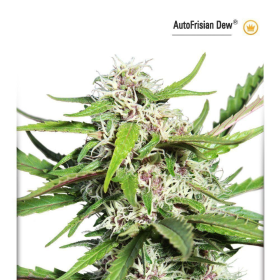 Auto Frisian Dew - DUTCH PASSION | TanieSianie.pl