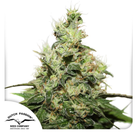 CBD Kush - DUTCH PASSION | TanieSianie.pl
