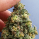 CBD Kush - DUTCH PASSION | TanieSianie.pl