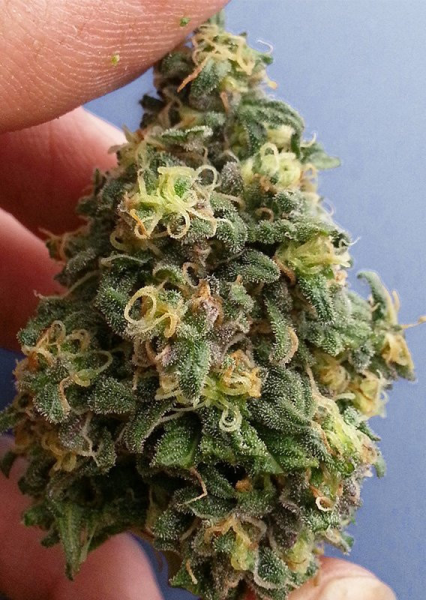 CBD Kush - DUTCH PASSION | TanieSianie.pl