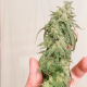 CBD Kush - DUTCH PASSION | TanieSianie.pl