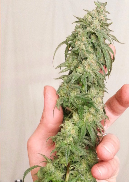 CBD Kush - DUTCH PASSION | TanieSianie.pl