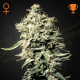 White Rhino - GREEN HOUSE SEEDS | TanieSianie.pl