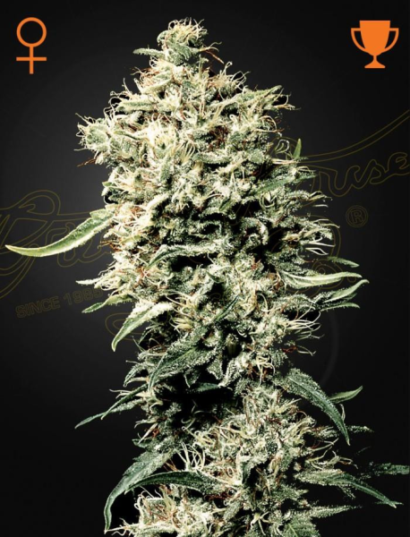 White Rhino - GREEN HOUSE SEEDS | TanieSianie.pl