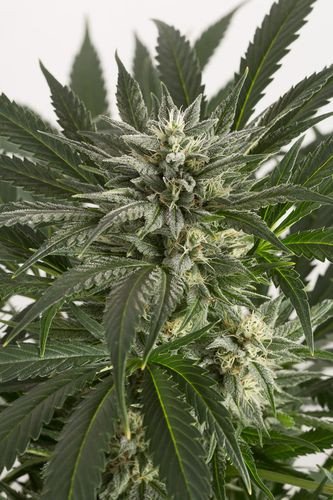 Blue Critical Auto - DINAFEM | TanieSianie.pl