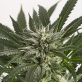 Blue Critical Auto - DINAFEM