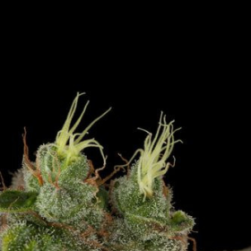 Bubba Kush - DINAFEM | TanieSianie.pl